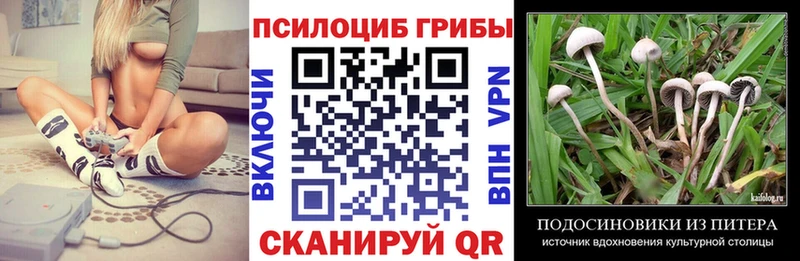 Галлюциногенные грибы Psilocybine cubensis  Карачаевск 